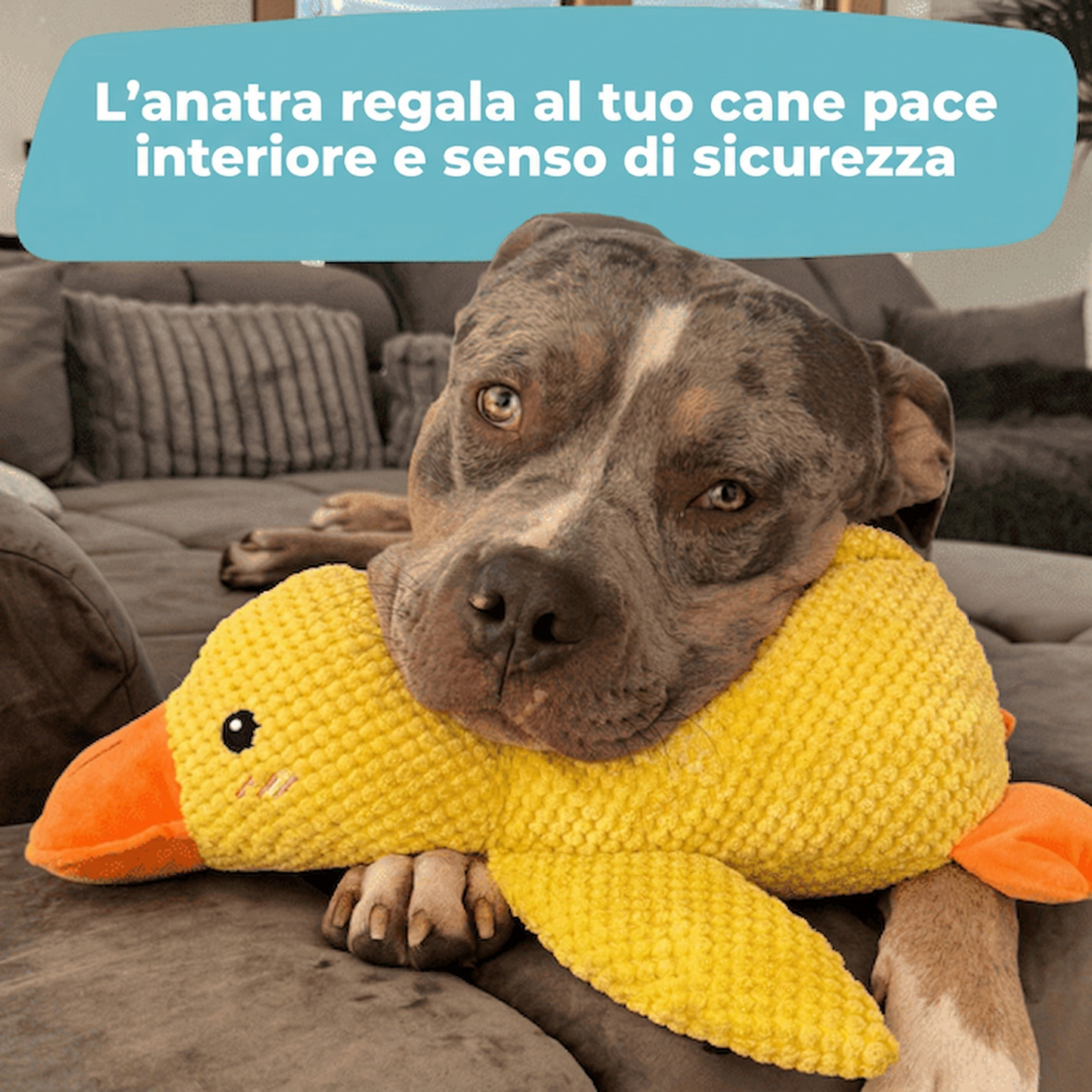 Anatra anti-stress – Il bestseller